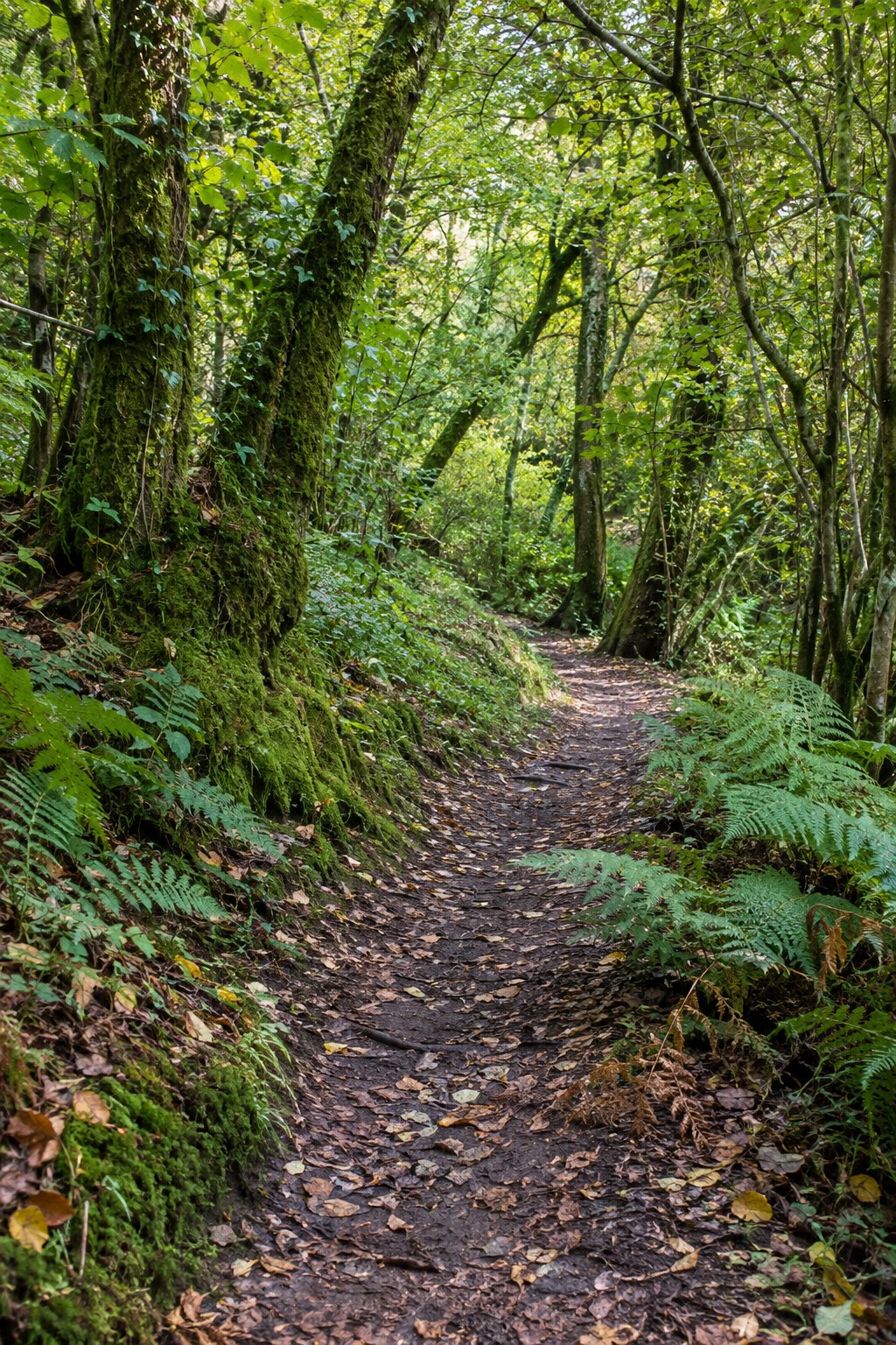 A quiet woodland footpath between moss-covered trees and ferns